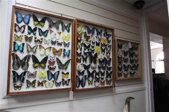 A collection of various exotic butterflies housed in three glazed wooden cases, largest case is 25.25 x 19.25in.